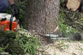 Best Palm Tree Trimming  in Akron, CO