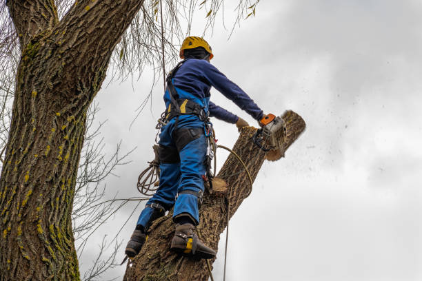 Best Commercial Tree Services  in Akron, CO